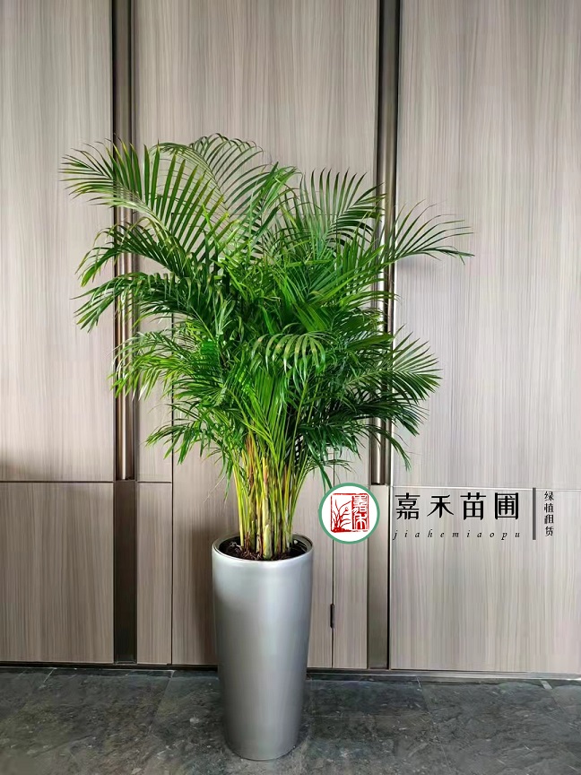 西安绿植植物租赁公司|西安嘉禾苗圃