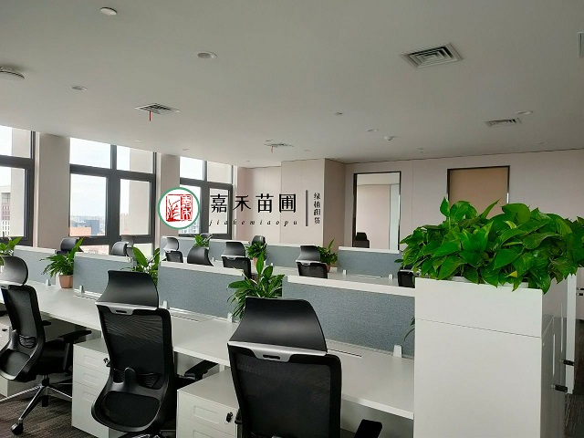 西安500平办公室花卉绿植租赁多少钱|西安嘉禾苗圃