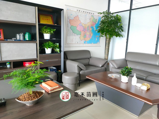 西安办公室花卉绿植租赁公司|西安嘉禾苗圃