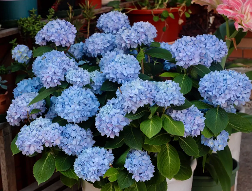 西安花卉租赁植物绣球花|西安嘉禾苗圃