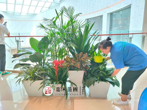 西安绿植租摆植物|西安嘉禾苗圃