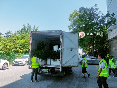 西安高新区绿植租摆|西安嘉禾苗圃