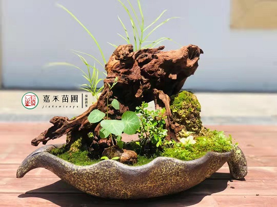 西安绿植租赁推荐|西安嘉禾苗圃