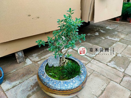 西安绿植租赁玄关植物推荐|西安嘉禾苗圃