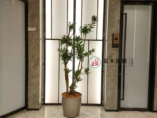 西安绿植租摆客厅摆放植物|西安嘉禾苗圃