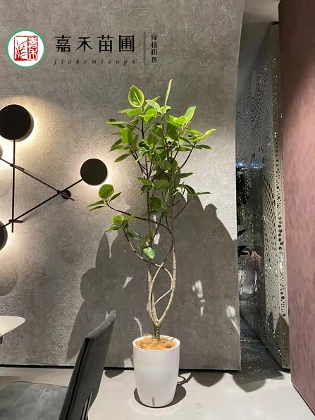 西安花卉租摆绿植租赁效果|西安嘉禾苗圃