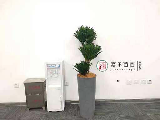 西安绿植租摆公司走廊|西安嘉禾苗圃