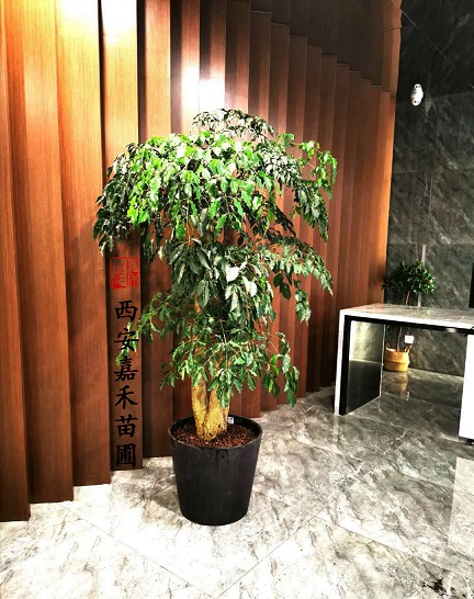 花卉租赁植物布置|西安嘉禾苗圃