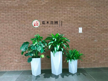 办公室卫生间绿植租赁|西安嘉禾苗圃