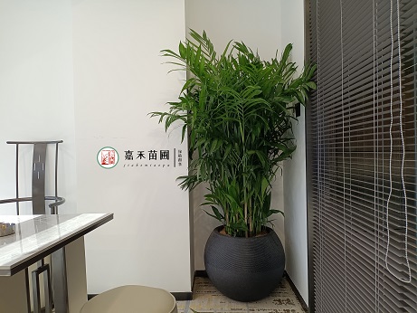 花卉绿植租赁植物摆放|西安嘉禾苗圃