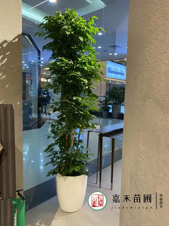 西安绿植租赁服务|西安嘉禾苗圃