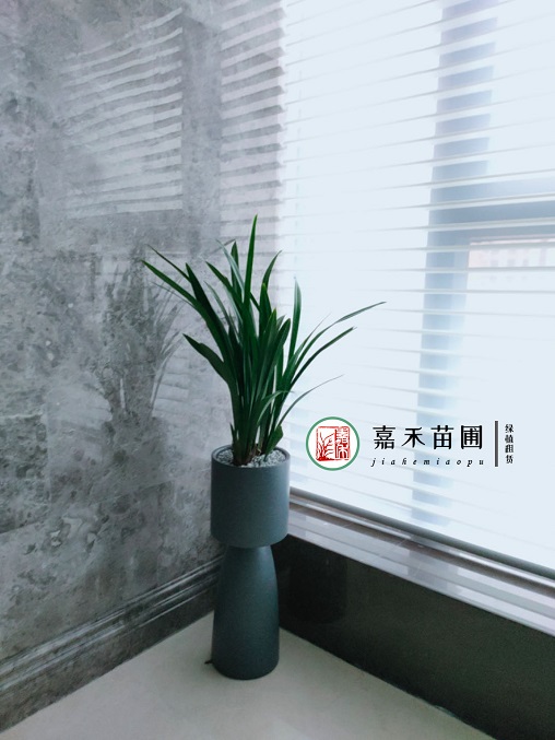 花卉租摆绿植租赁服务质量|西安嘉禾苗圃