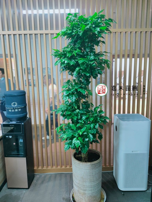 绿植租赁质量保证措施|西安嘉禾苗圃