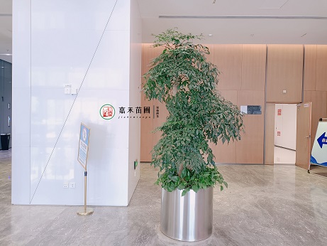 西安绿植租摆公司|西安嘉禾苗圃