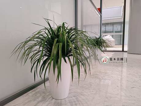 绿植租摆公司图片|西安嘉禾苗圃