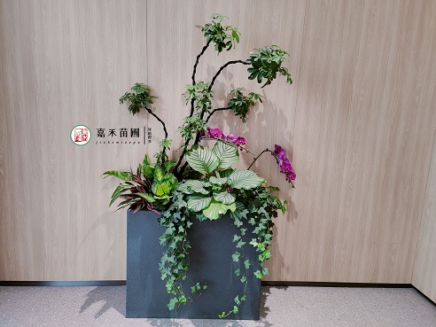 西安荟聚绿植租赁案例|西安嘉禾苗圃