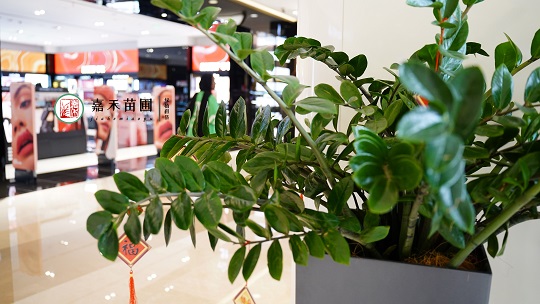 西安绿植租摆空间设计|西安嘉禾苗圃