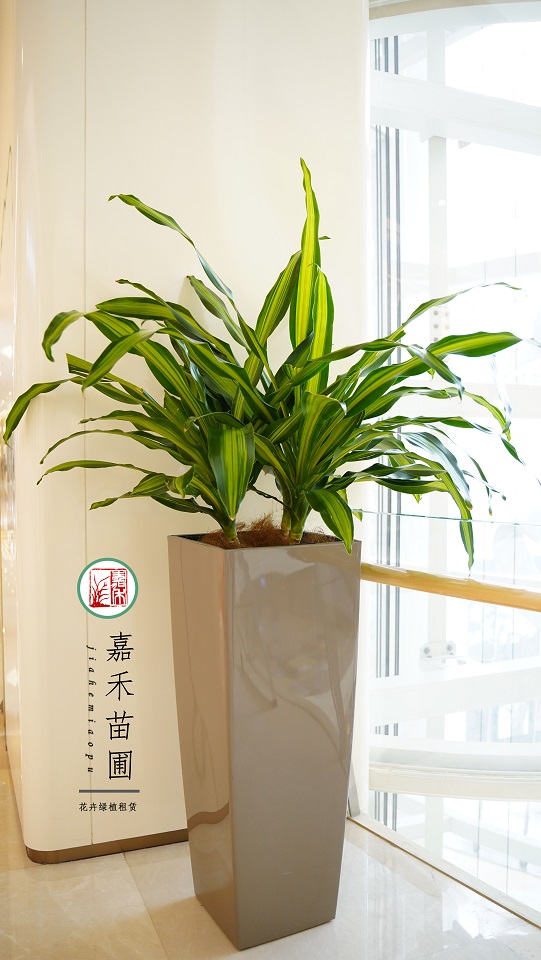 写字楼绿植租摆|西安嘉禾苗圃