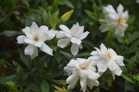 栀子花掉叶子|西安嘉禾苗圃