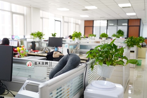 西安雁塔区办公室绿植租赁|西安嘉禾苗圃