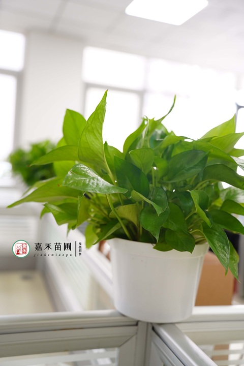 西安雁塔区绿植租赁公司|西安嘉禾苗圃