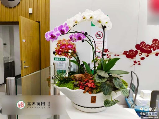 西安办公室绿植租赁|西安嘉禾苗圃