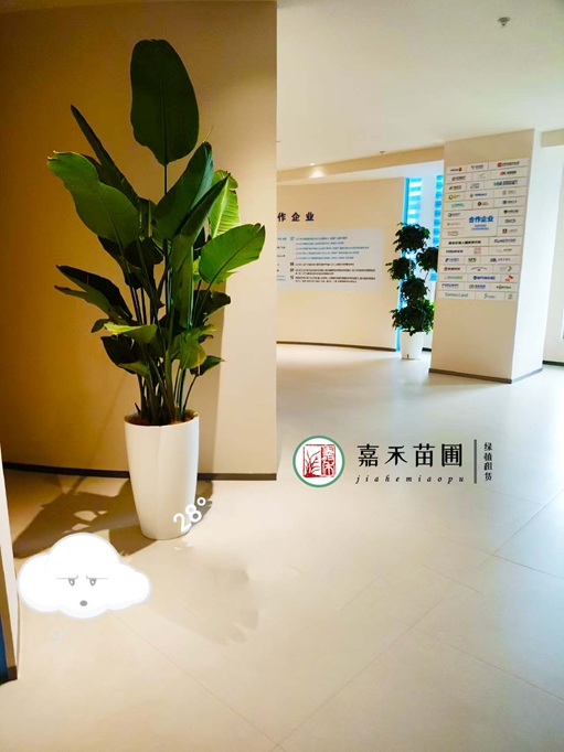西安公司绿植租赁|西安嘉禾苗圃