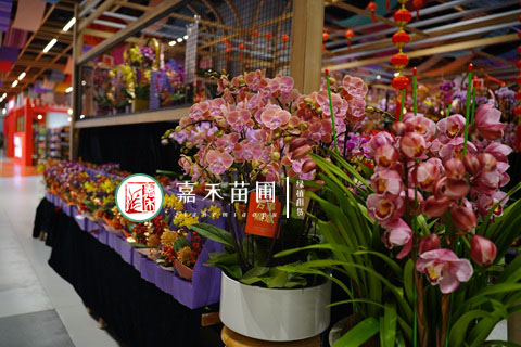大花蕙兰从入手到来年复花详细攻略|西安嘉禾苗圃