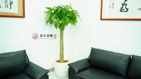 西安高新区绿植租摆|西安嘉禾苗圃