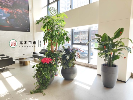 西安绿植租赁公司，推荐西安嘉禾苗圃