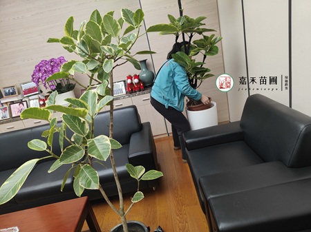 西安绿植租赁更换，找西安嘉禾苗圃