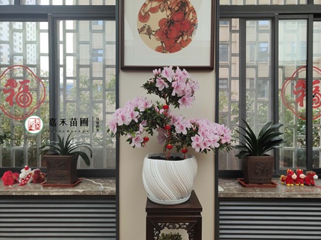 西安绿植租赁实力商家-西安嘉禾苗圃