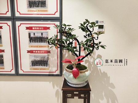 西安绿植租赁公司推荐-西安嘉禾苗圃