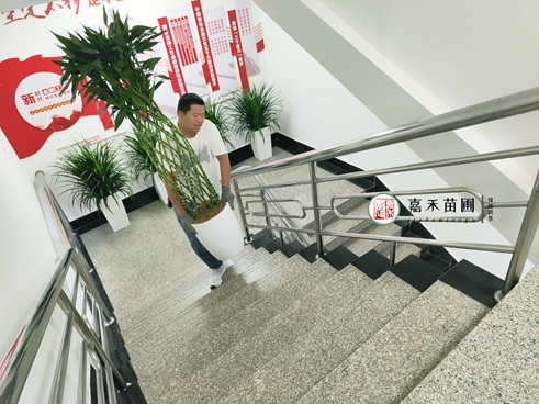 西安办公区绿植租摆|西安嘉禾苗圃