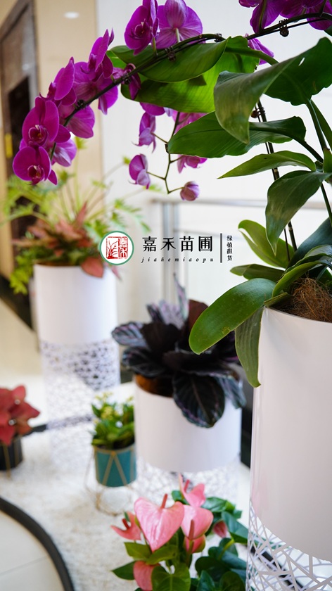 西安商场绿植造景公司|西安嘉禾苗圃