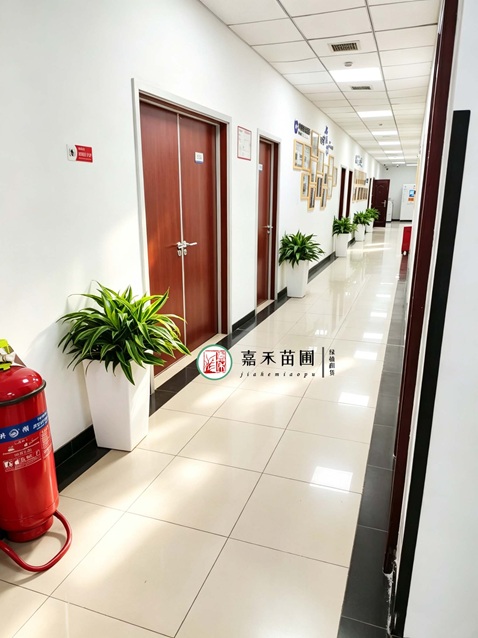 西安公司绿植租赁电话|西安嘉禾苗圃15202909185