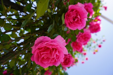 /UploadFiles/image/2026-08-06/6a74499369655.jpg DSC05913.jpg