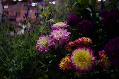 /UploadFiles/image/2026-08-07/6a752d3cc4449.jpg DSC03424.jpg