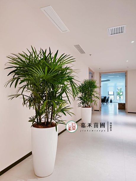 西安绿植租赁供应商|西安嘉禾苗圃
