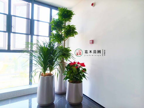 西安盆栽绿植租摆|西安嘉禾苗圃