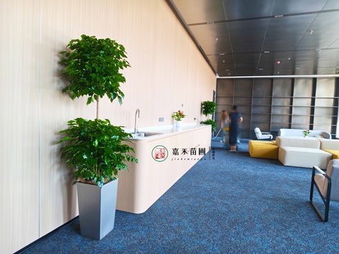 西安接待室绿植租赁|西安嘉禾苗圃